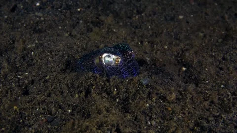 Bobtail squid Stock Footage 261254731