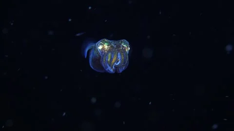 Bobtail squid Stock Footage 274475205