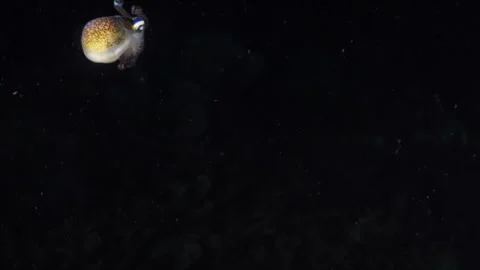 Bobtail Squid in a Night Dive - Komodo Archipelago in Indonesia Stock Footage 312146393
