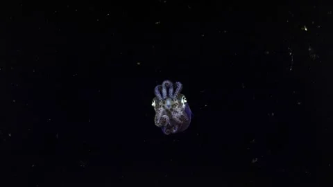Bobtail squid at night Stock Footage 252016837