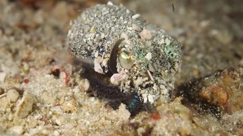 Bobtail squid partially buried in sand Video stock 327591455