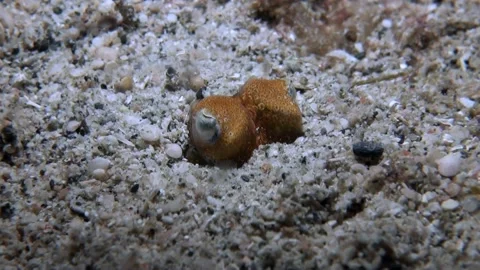  Bobtail squid's Eyes Close Up - Philippines Stock Footage 153832536