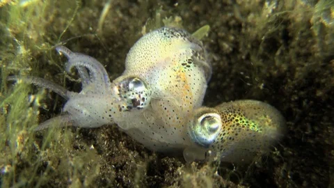Bobtail Squids Sepiola Mating During The Night In The Wild Stock Footage 95246793