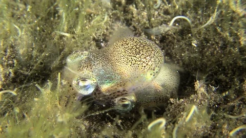 Bobtail Squids Sepiola Mating In The Wild Female Darkening WIth Sperm Transfer Stock Footage 95247518