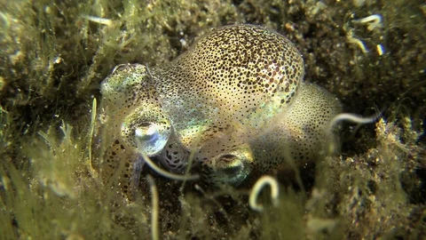 Bobtail Squids Sepiola Mating In The Wild Stock Footage 95248000