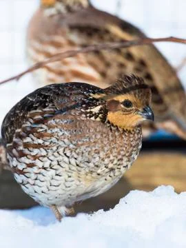 Bobwhite Qauil Stock Photos