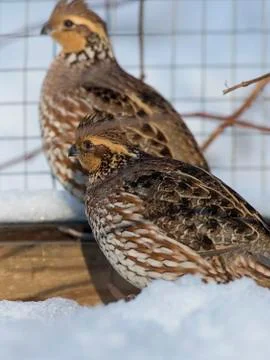 Bobwhite Qauil Stock Photos
