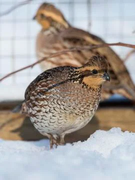 Bobwhite Qauil Stock Photos