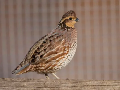 Bobwhite Quail Stock Photos