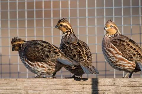 Bobwhite Quail Stock Photos