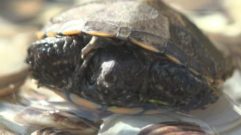 Boby, small turtle was rescued after a severe drought and transferred to water Stock Footage 139011018