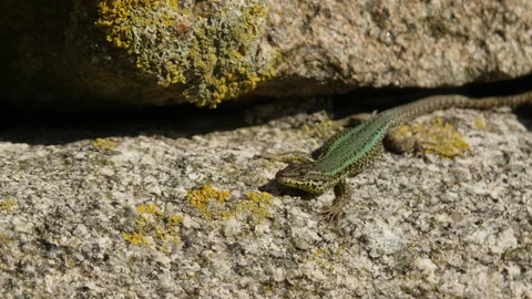 Bocage's wall lizard (Podarcis bocagei) basking on a rock wall in Portugal Stock Footage 271535406