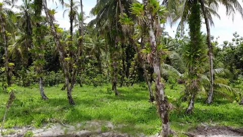 Bocas del Tora Video stock 123080098