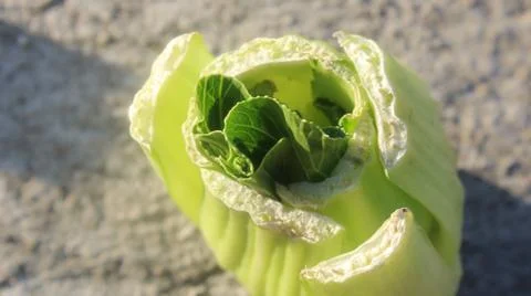 Bochoy growing back Stockfoto's