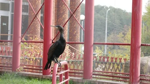 Boclan dries his wings in an aviary. Video stock 141799001