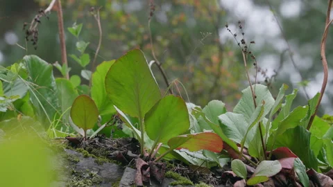 Bodan plant Stock Footage 171722759