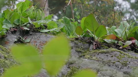 Bodan plant Stock Footage 171723116