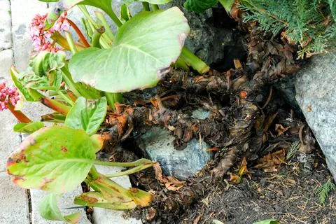 Bodan root system. Summer perennial, dark roots visible Stock Photos