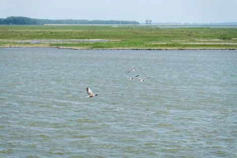 Bodden landscape Stock Photos