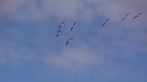Bodega Bay Pelican Fly Vídeo Stock 40610854