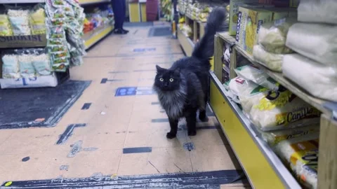 Bodega Cat Video stock 197533791