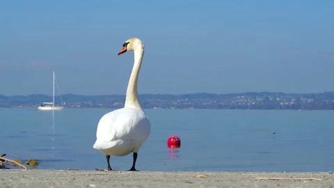 Bodensee, Bregenz, Austria. Swan on the waterfront look at the yacht in the lake Stock Footage 81200991