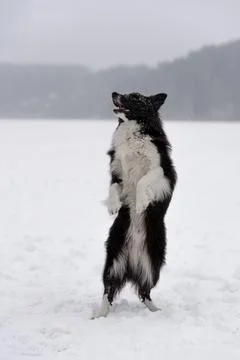 Boder Collie Dog Standing on Two Legs. 库存照片