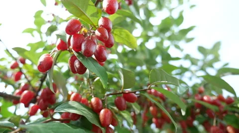 Bodhendrum Fruit, a bo tree, a linden tree, a lime, a pipal Stock Footage 64172653