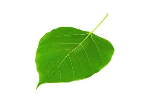 Bodhi leaf isolated Stock Photos