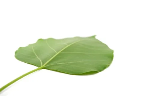 Bodhi leaf isolated Foto stock