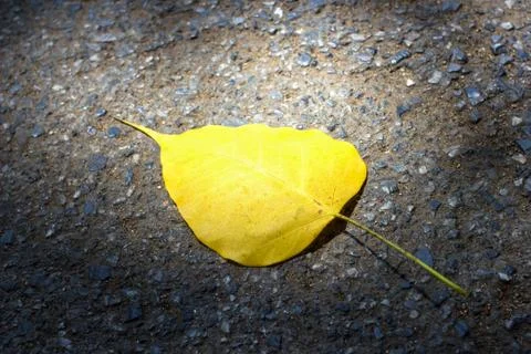 Bodhi leaf pho Stock Photos