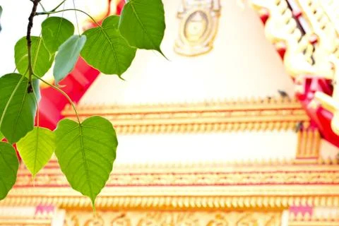 Bodhi leaf with a temple background. Stock Photos