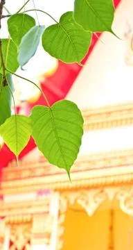 Bodhi leaf with a temple background. Stock Photos
