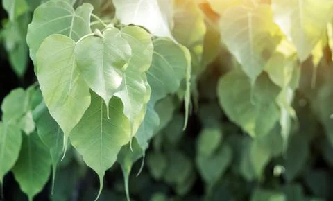 Bodhi leaf on tree Stock Photos