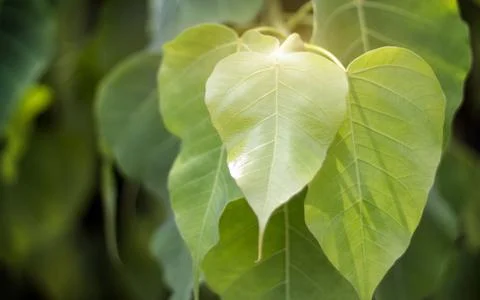 Bodhi leaf on tree Stock Photos