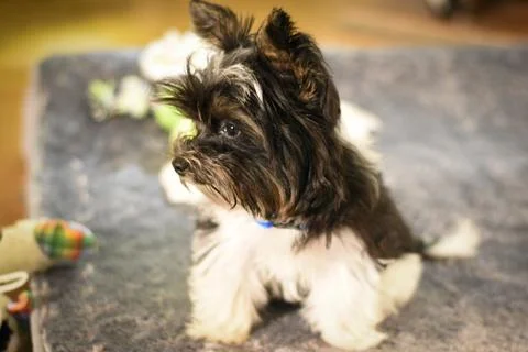 Bodhi Stock Photos