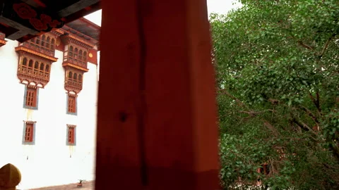Bodhi tree in Bhutan Stock Footage 220606000