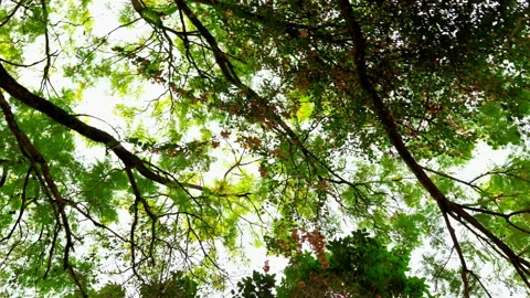 Bodhi tree in Bhutan Stock Footage 220608723