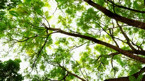 Bodhi tree in Bhutan Stock Footage 220608828