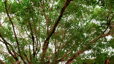 Bodhi tree in Bhutan Stock Footage 220609327