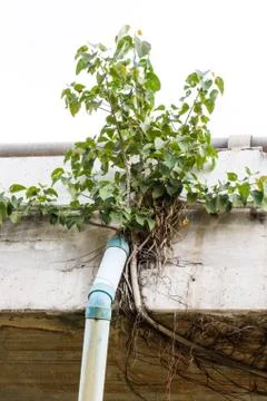 Bodhi tree on the bridge Stock Photos