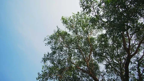 Bodhi tree with clear sky Stock Footage 87813533
