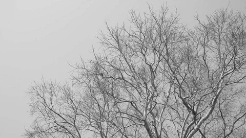 Bodhi tree in fall season, with black and white tone sky Stock Footage 87812473