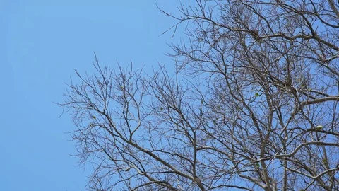 Bodhi tree in fall season Stock Footage 87812640
