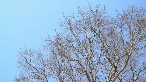 Bodhi tree in fall season Stock Footage 87812695