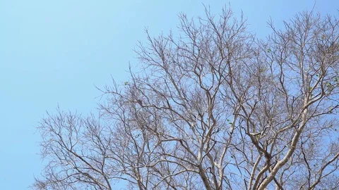 Bodhi tree in fall season Stock Footage 87812748