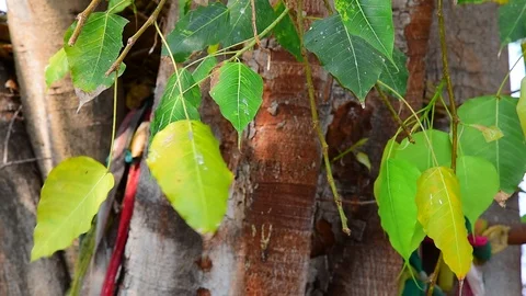 Bodhi Tree 動画素材 123224313