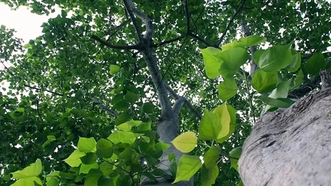 Bodhi tree Stock Footage 255732336