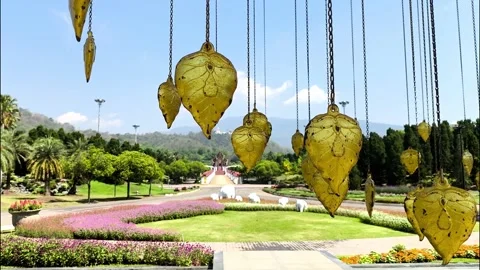 Bodhi tree Stock-Footage 334119187
