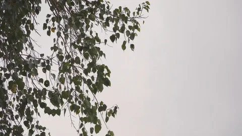 Bodhi tree with gray sky Stock Footage 87795060